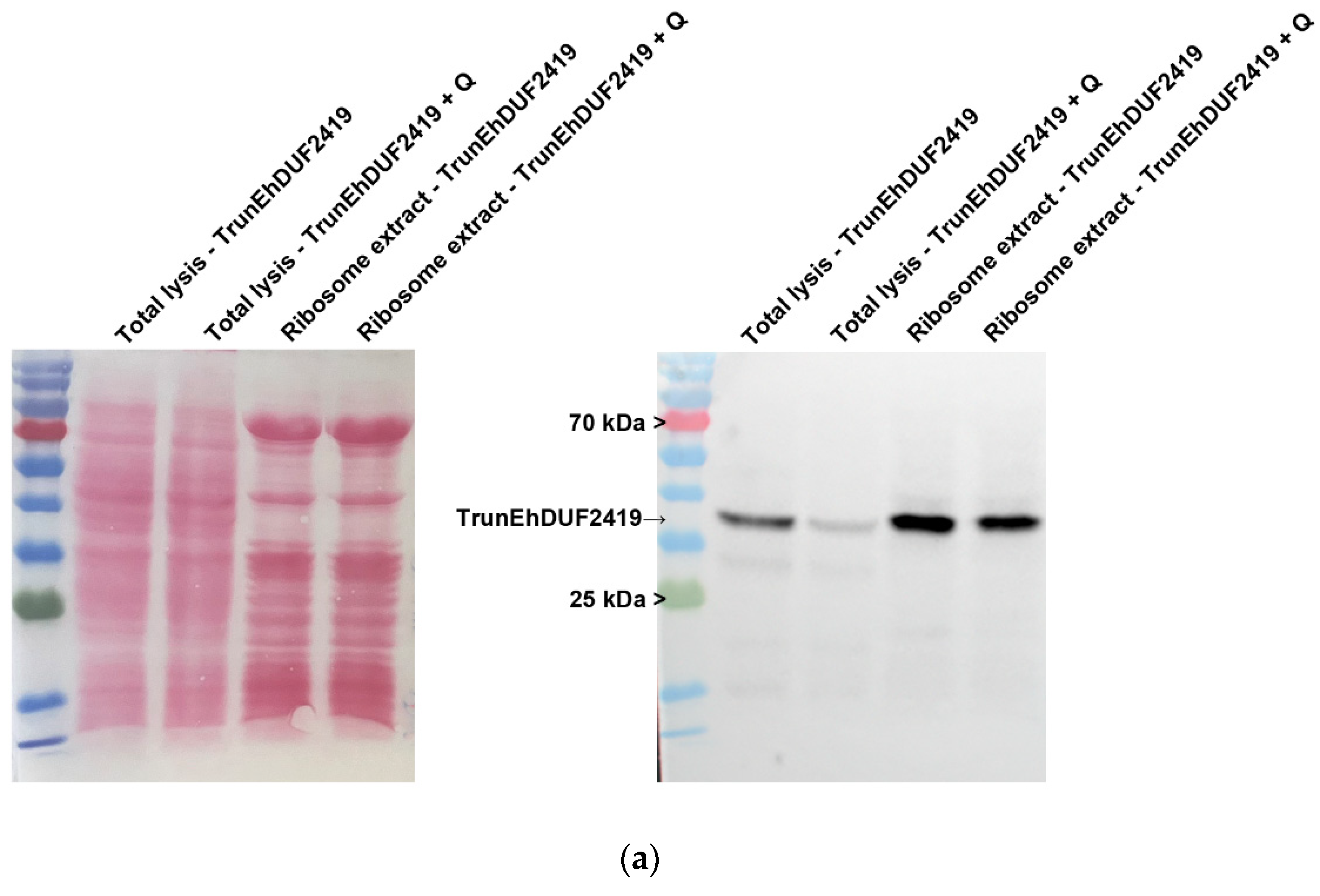 Preprints 119185 g008a