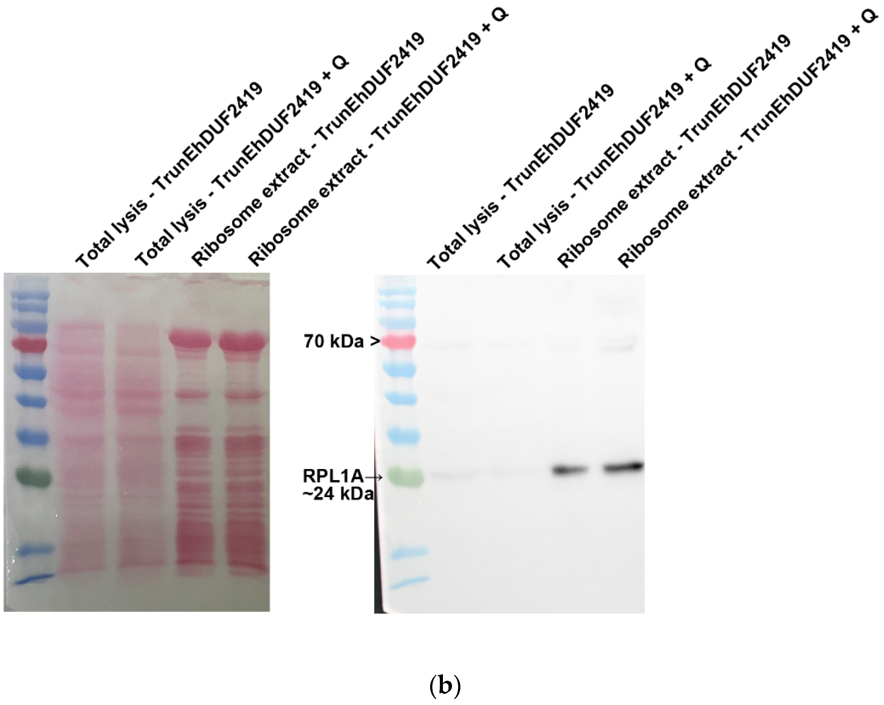 Preprints 119185 g008b