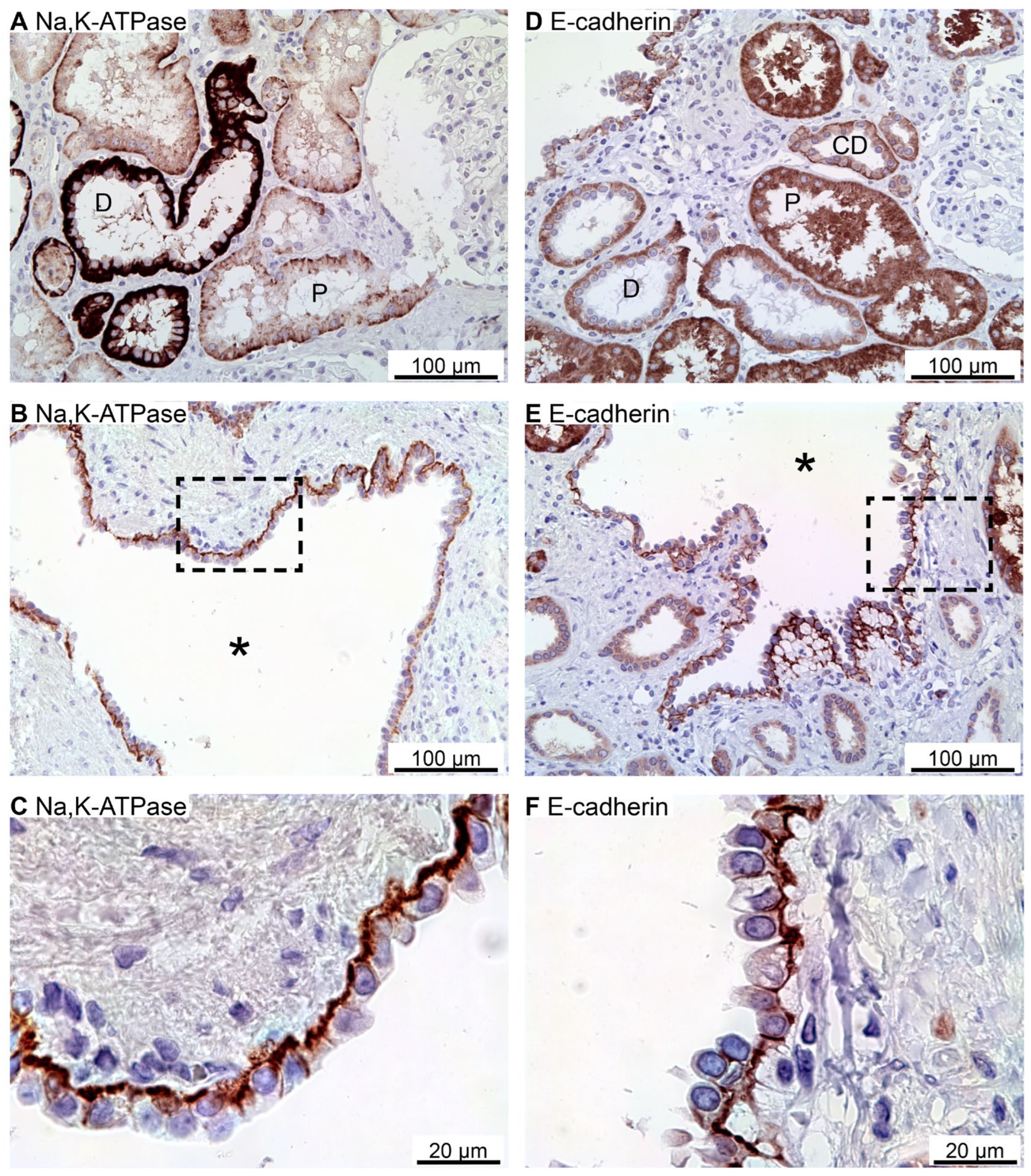 Preprints 94762 g001