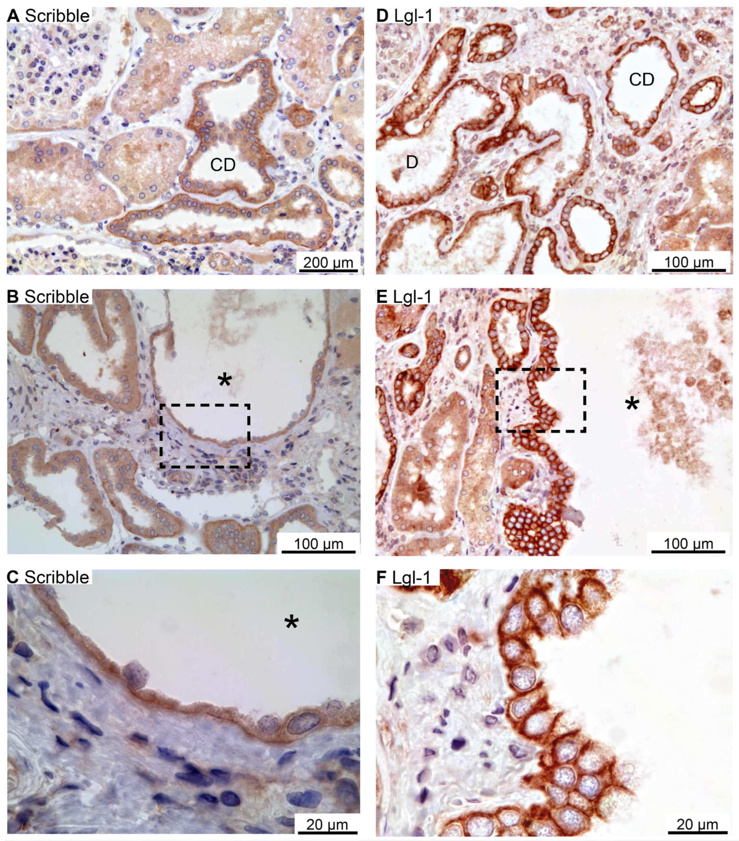 Preprints 94762 g005