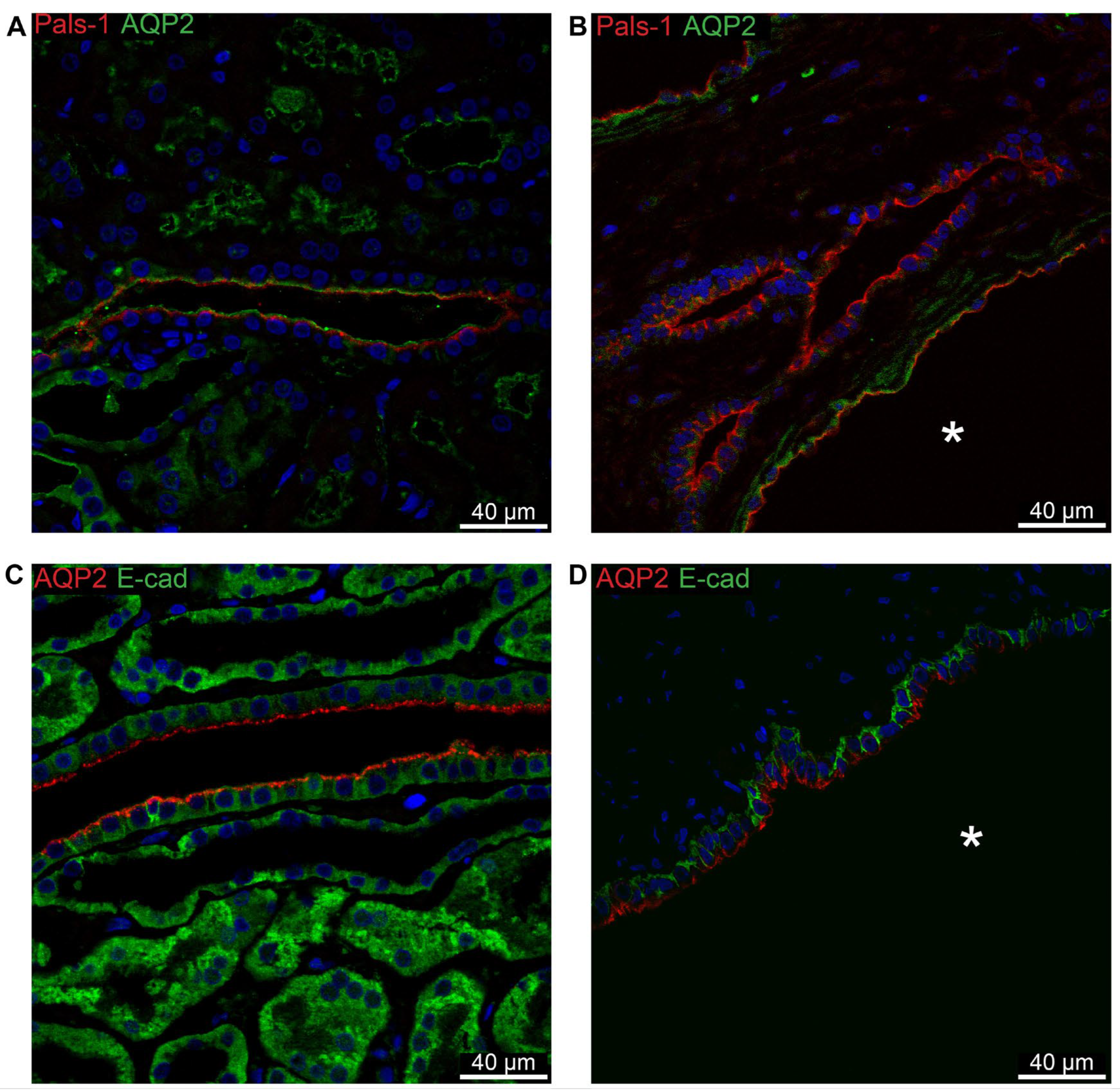 Preprints 94762 g011