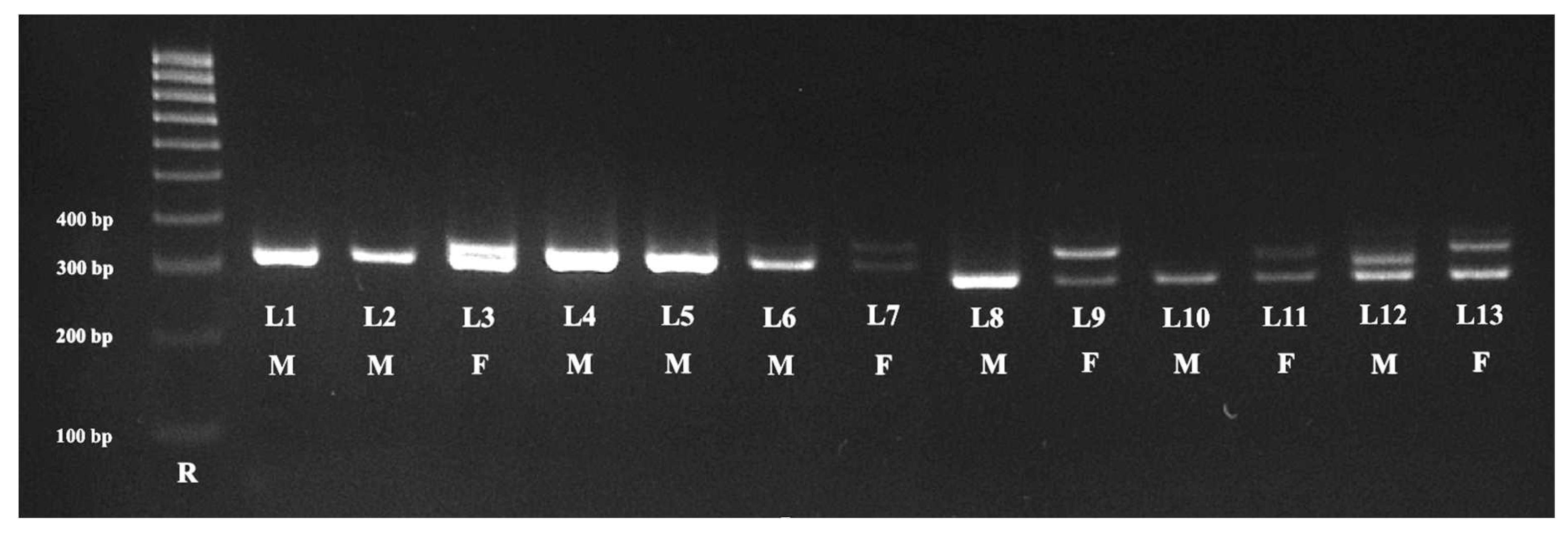 Preprints 87069 g001