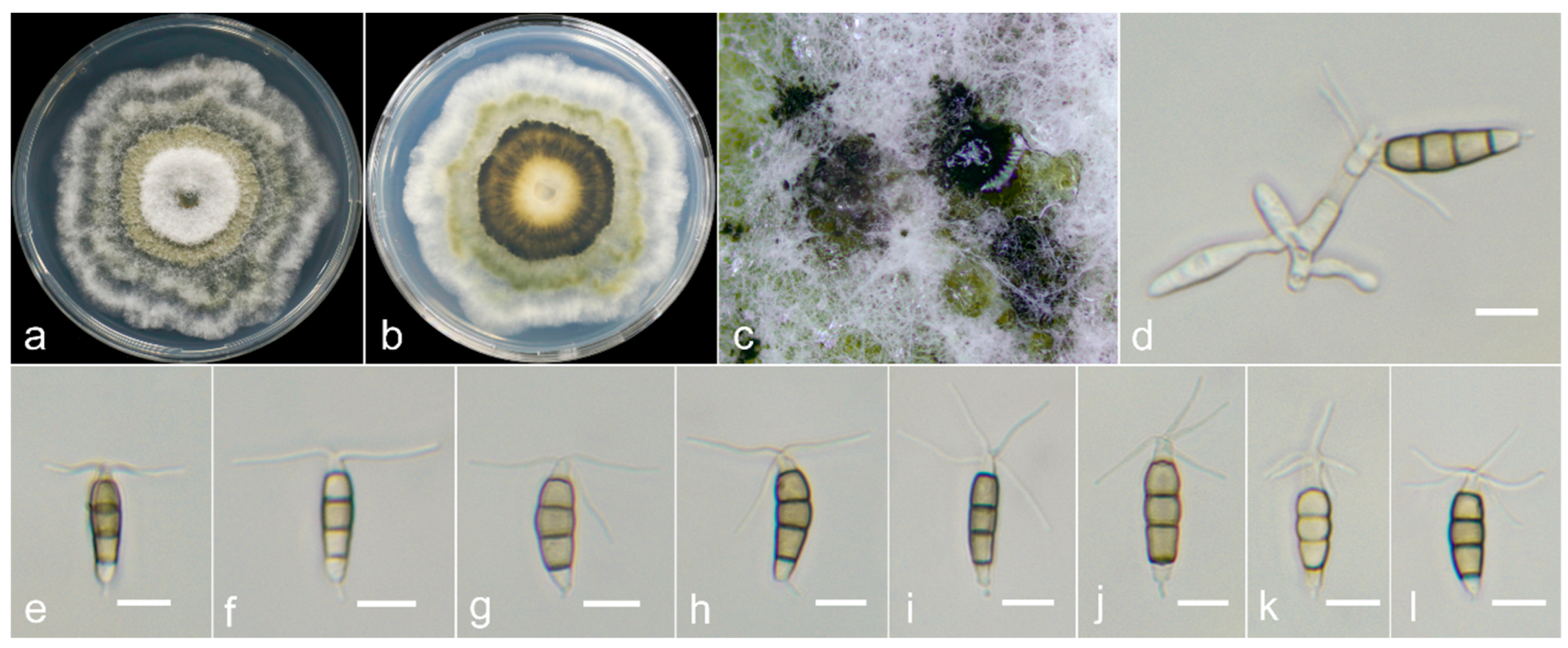 Preprints 104358 g007