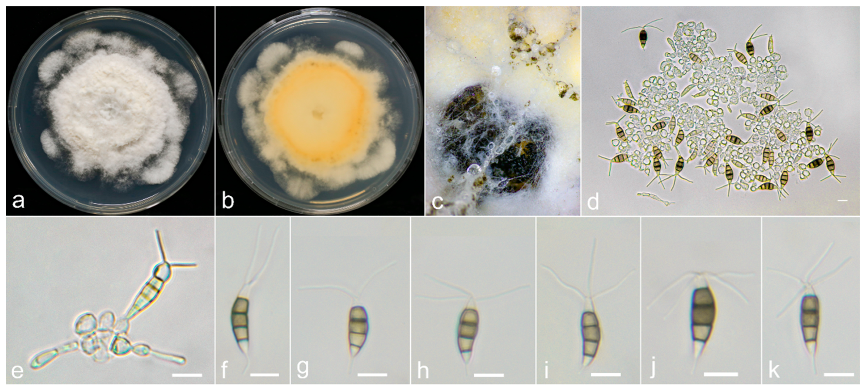 Preprints 104358 g008