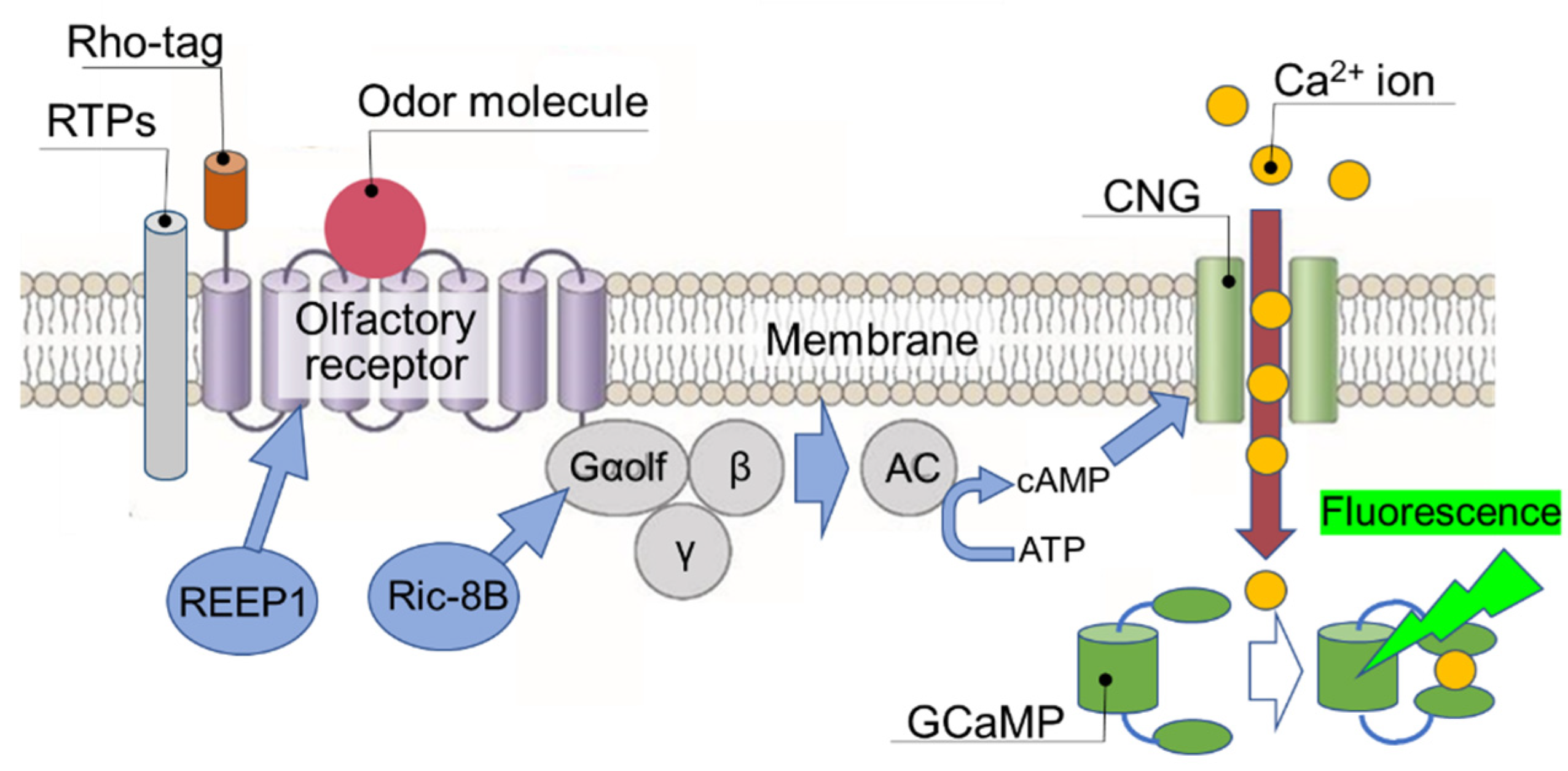 Preprints 74583 g004