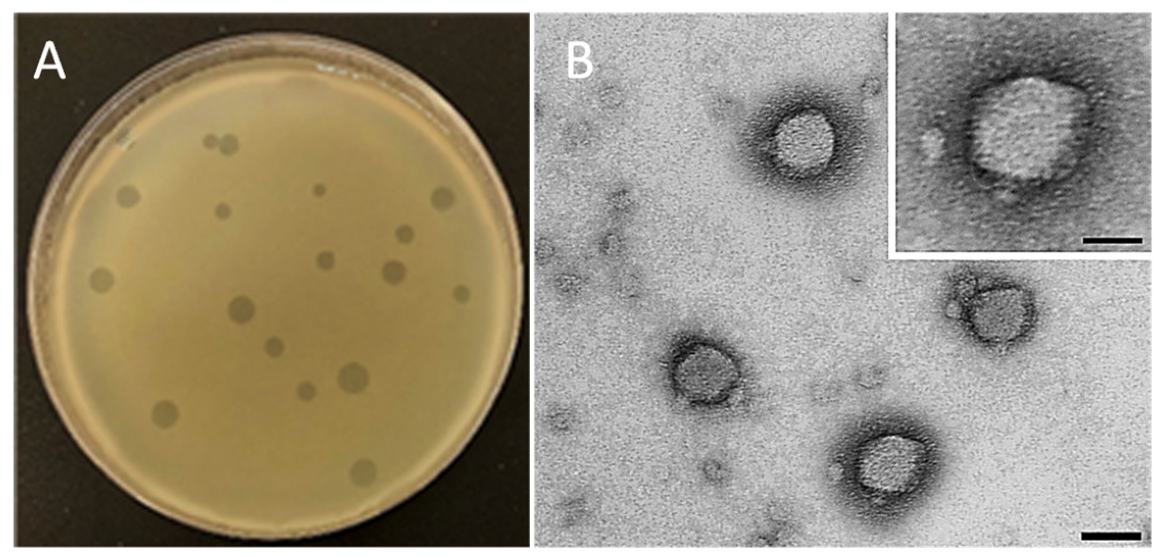 Preprints 113395 g002