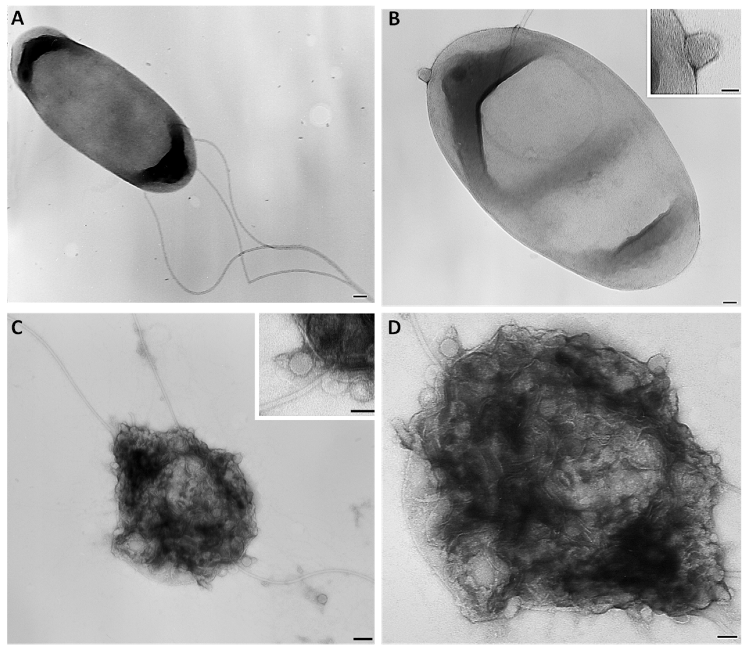 Preprints 113395 g003