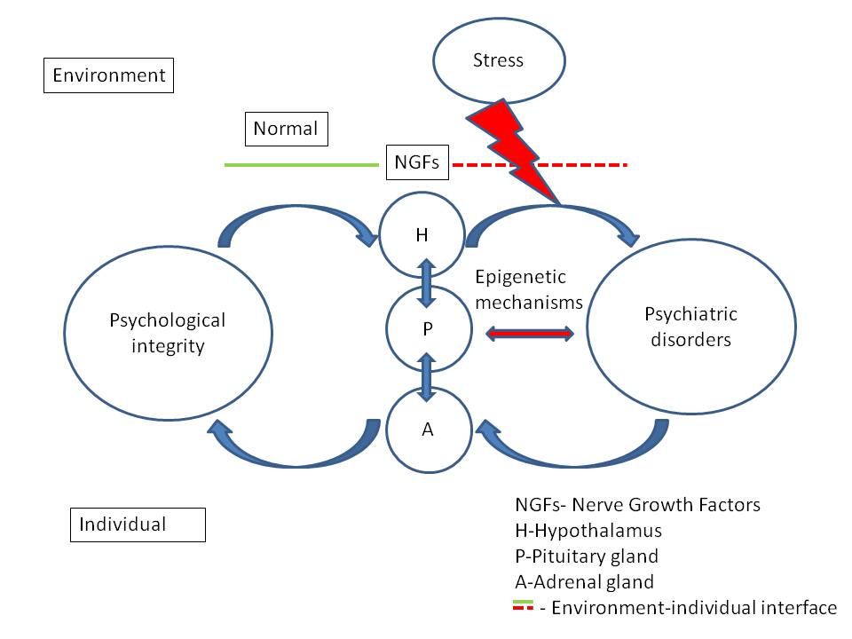 Nerve Growth Factor S Mediated Hypothalamic Pituitary Axis Activation Model In Stress Induced Genesis Of Psychiatric Disorders V1 Preprints