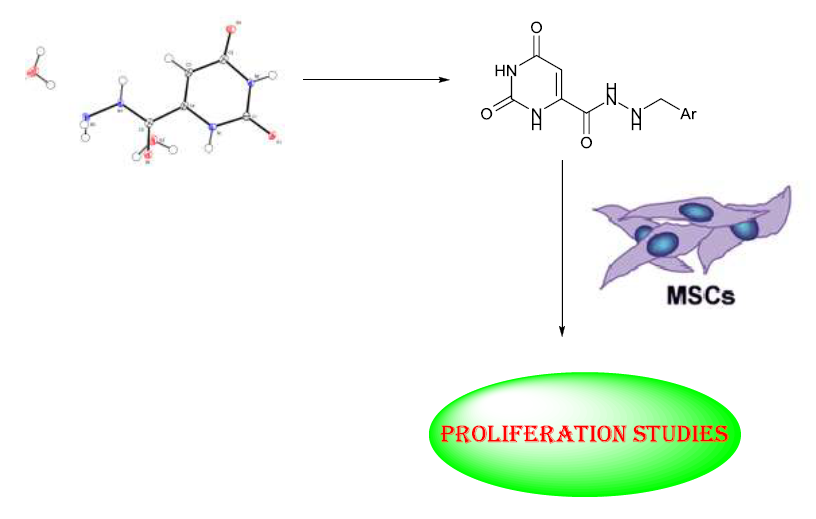 Evaluation Of N Arylhydrazone Derivatives Of Orotic Acid As Stimulators Of Human Mesenchymal Stem Cell Hmscs Differentiation V1 Preprints