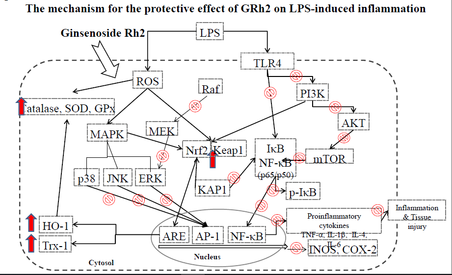 Ginsenoside Rh2 Ameliorates Lipopolysaccharide Induced Acute Lung Injury By Regulating The Tlr4 Pi3k Akt Mtor Raf 1 Mek Erk And Keap1 Nrf2 Ho 1 Signaling Pathways In Mice V1 Preprints