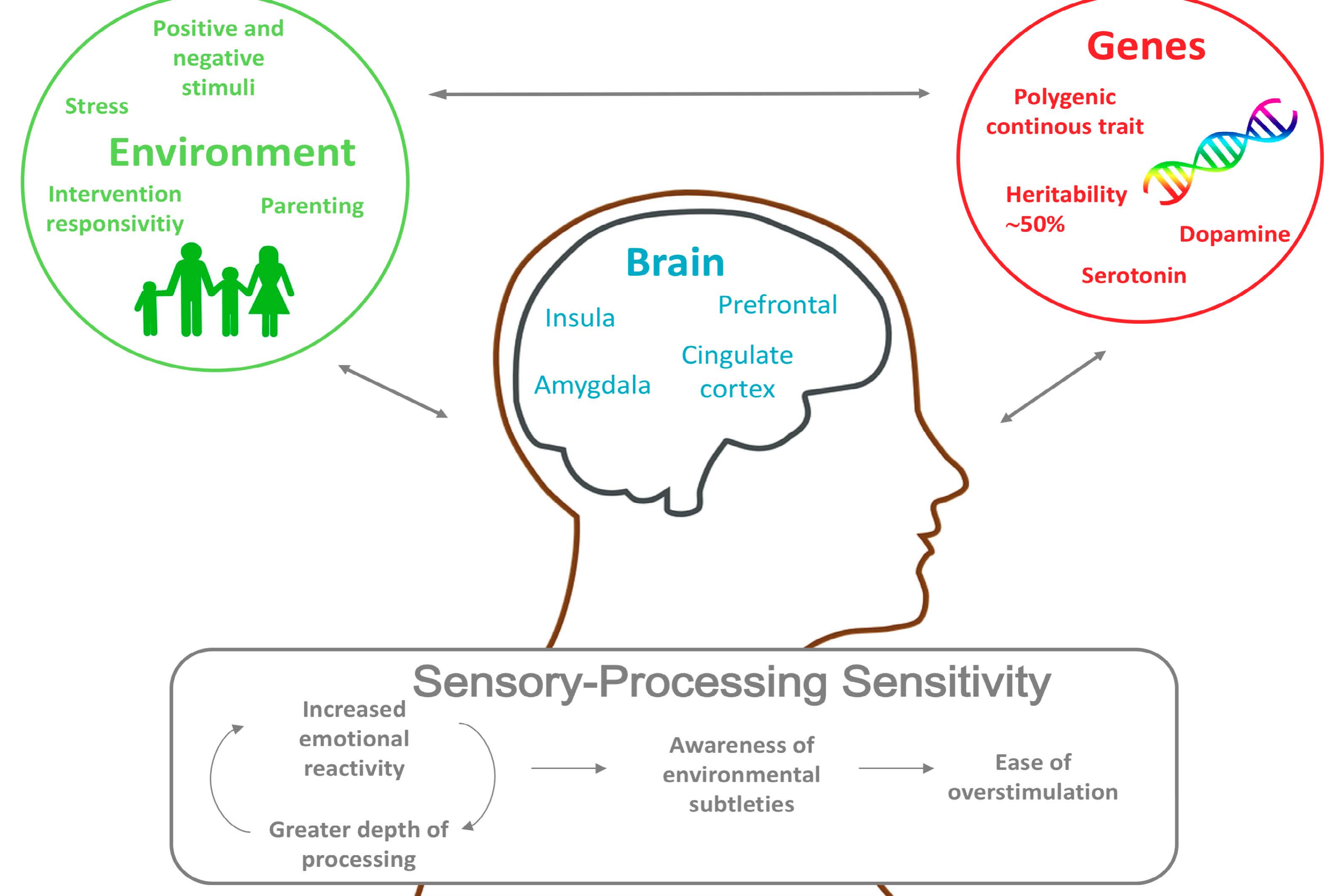 Sensory Processing Sensitivity In The Context Of Environmental Sensitivity A Critical Review And Development Of Research Agenda V1 Preprints