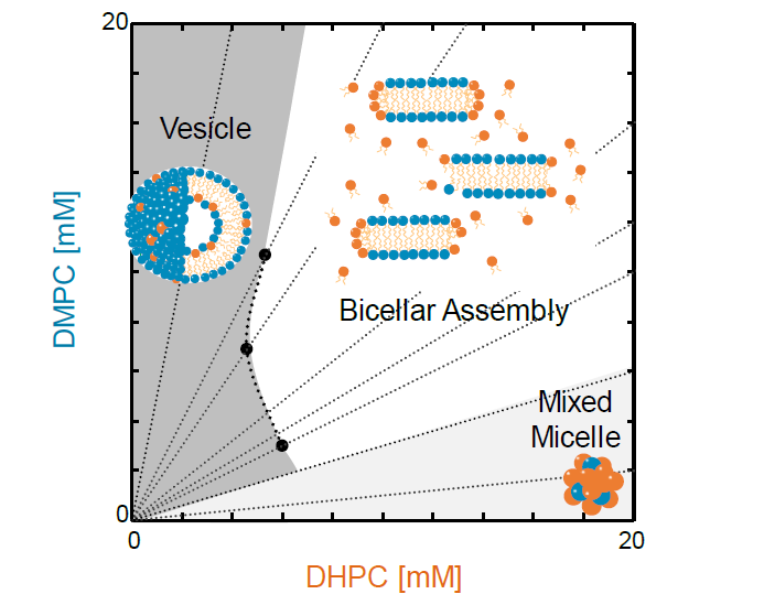 Morphological Estimation Of Dmpc Dhpc Self Assemblies In Diluted Condition Based On Physicochemical Membrane Properties V1 Preprints