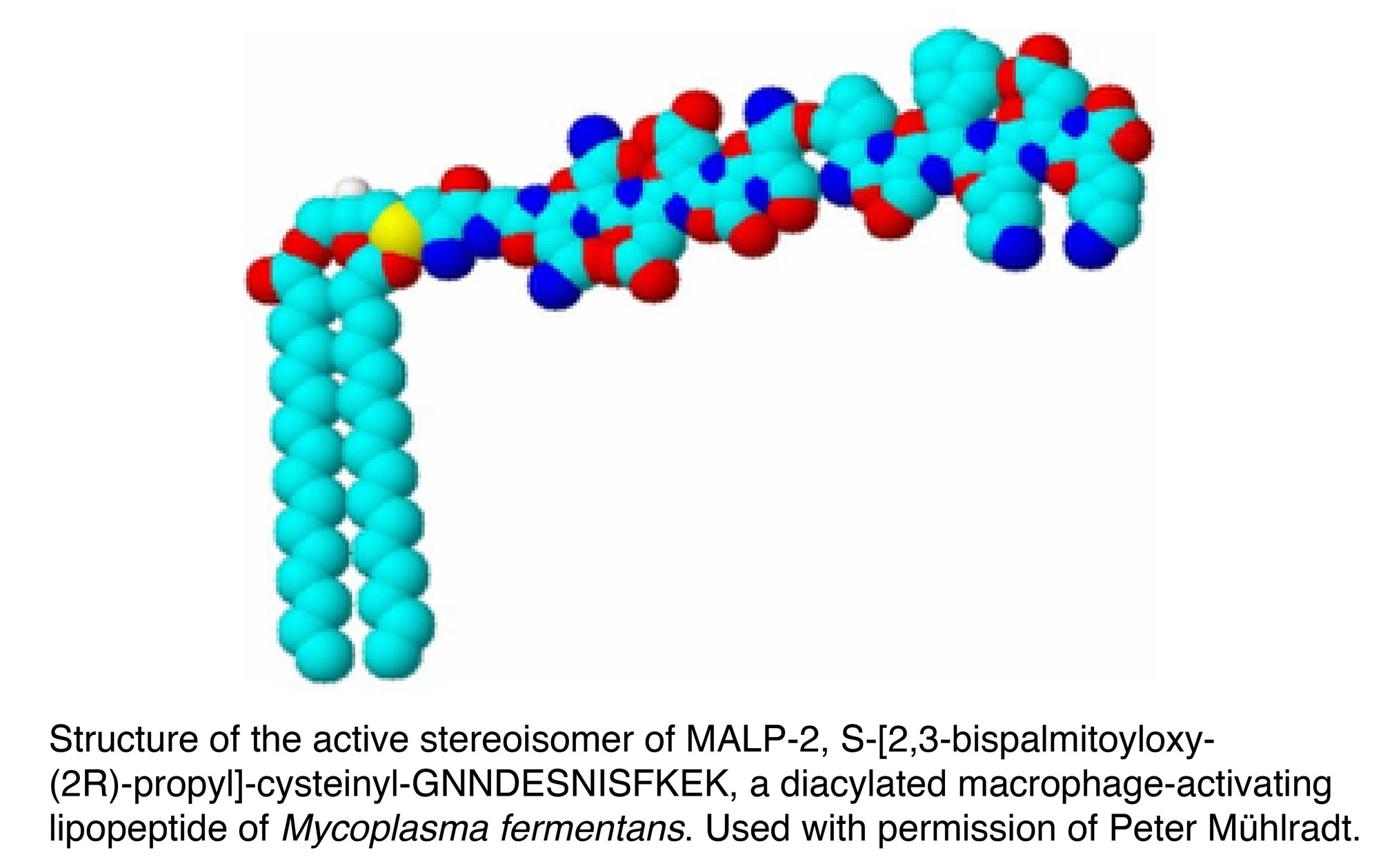 Virulence Effectors Of Pathogenic Mycoplasmas V1 Preprints