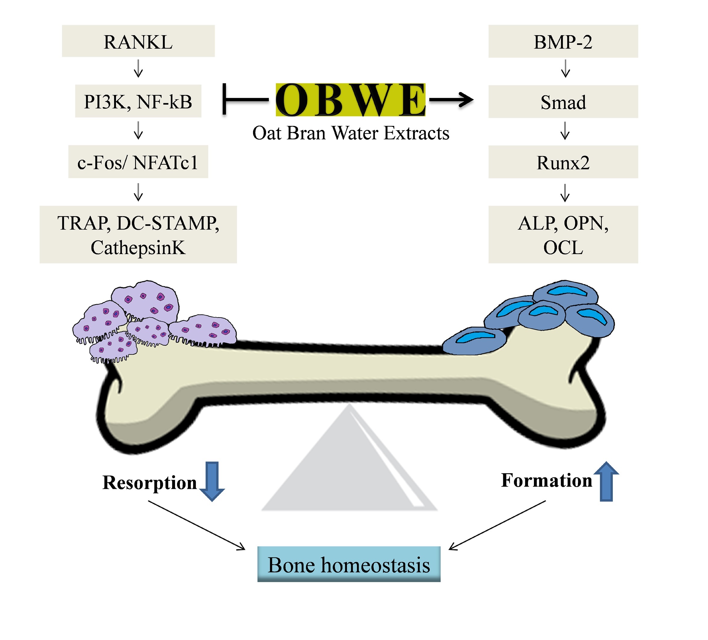 The Dual Role Of Oat Bran Water Extract In Bone Homeostasis Through The Regulation Of Osteoclastogenesis And Osteoblast Differentiation V1 Preprints