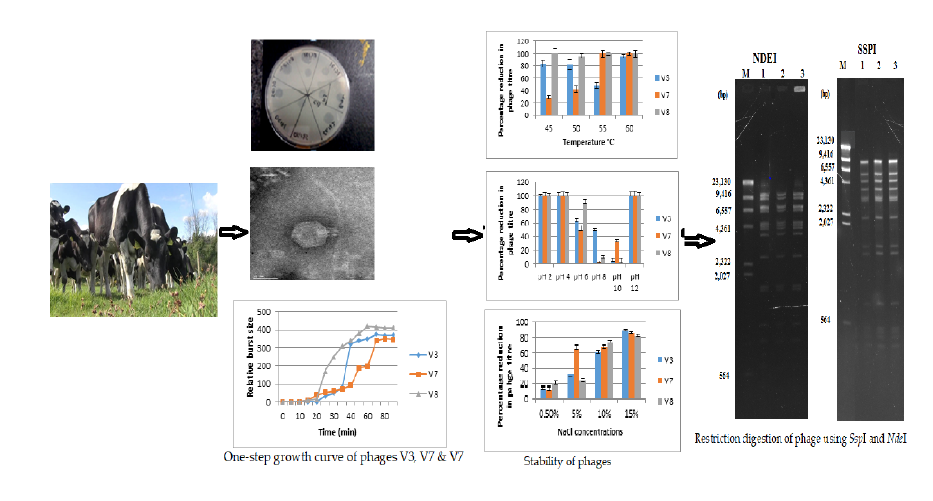 Isolation And Characterisation Of Bacteriophages With Lytic Activity Against Virulent Escherichia Coli O157 H7 Potential Bio Control Agents V1 Preprints