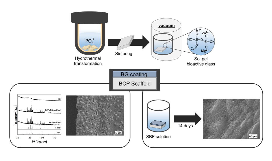 Cuttlefish Bone Derived Biphasic Calcium Phosphate Scaffolds Coated With Sol Gel Derived Bioactive Glass V1 Preprints