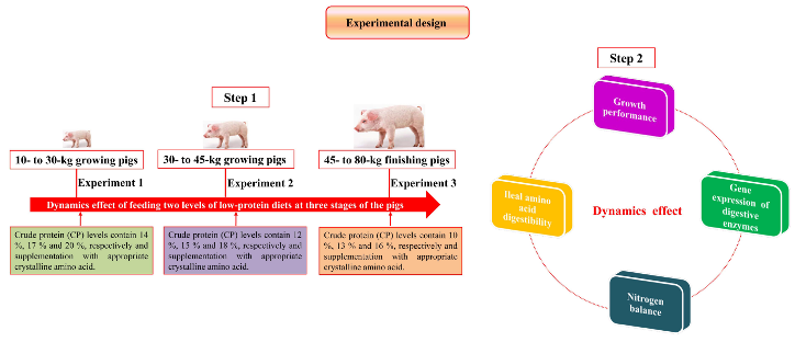 Dynamics Affect Nitrogen Retention Ileal Amino Acid Digestibility And Gene Expression Levels Of Digestive Enzymes At Three Stages In Pigs Fed Two Levels Of Low Protein Diets V1 Preprints