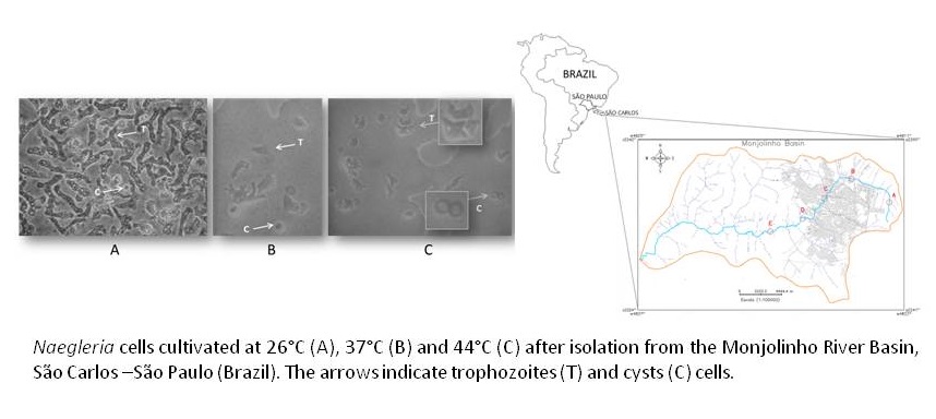 Isolation Of Naegleria Spp From A Brazilian Water Source V1 Preprints