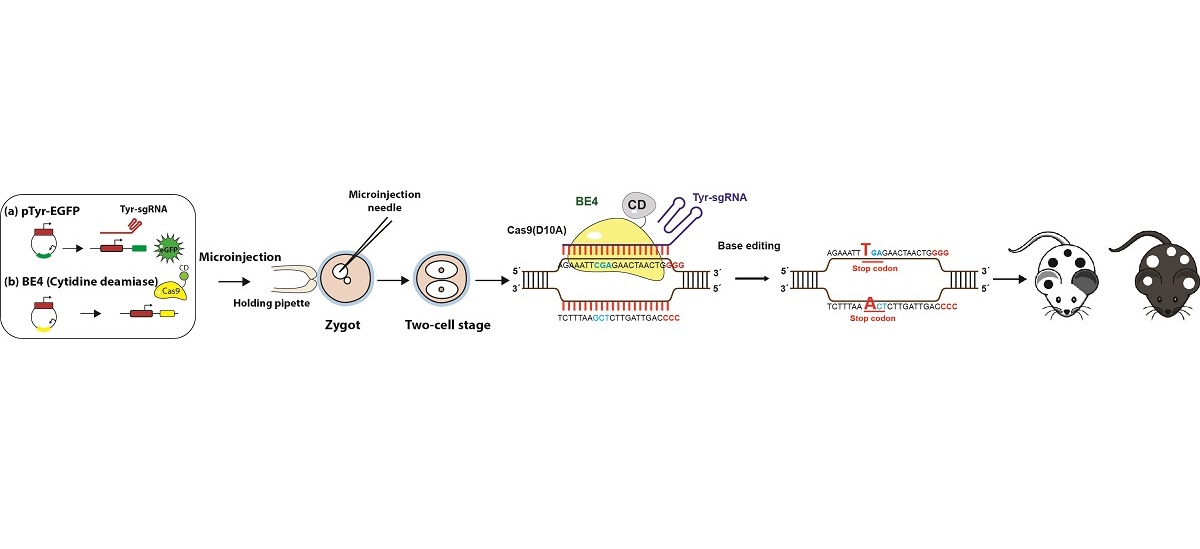 Efficient Single Base Editing In Mouse Using Cytosine Base Editor 4 V1 Preprints