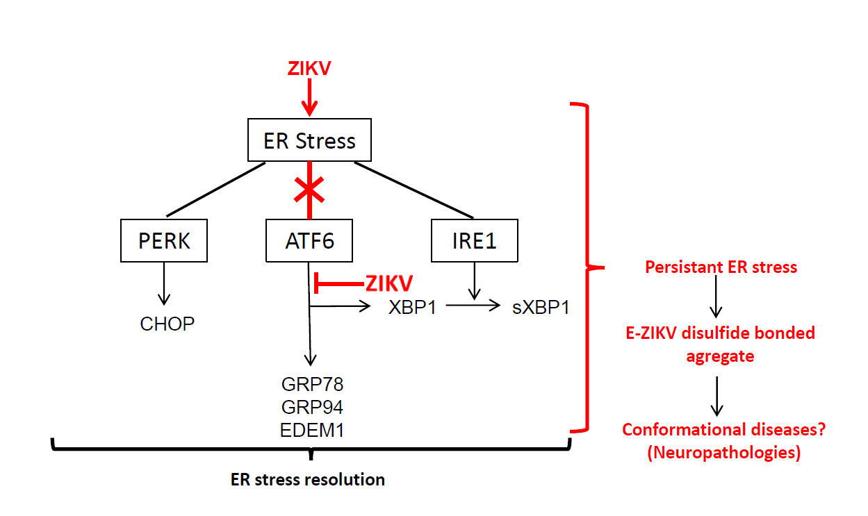 Zika Virus Envelope Protein Forms Disulfide Bond Dependent Polymers In Connection With A Persistent Er Stress In A549 Cells V1 Preprints