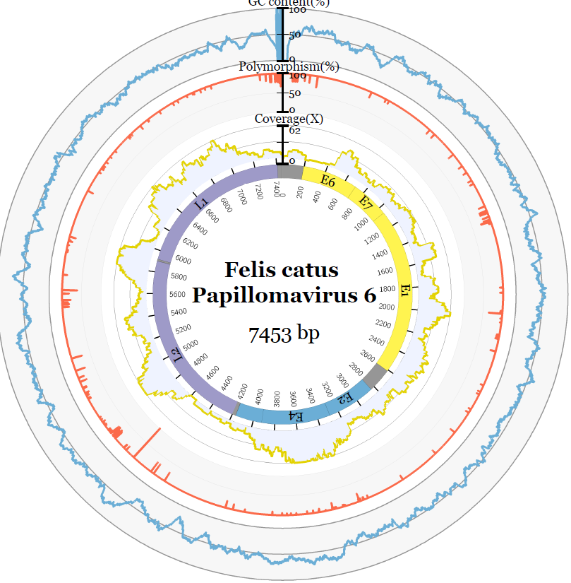 Identification Of A Novel Papillomavirus Associated With Squamous Cell Carcinoma In A Domestic Cat V1 Preprints