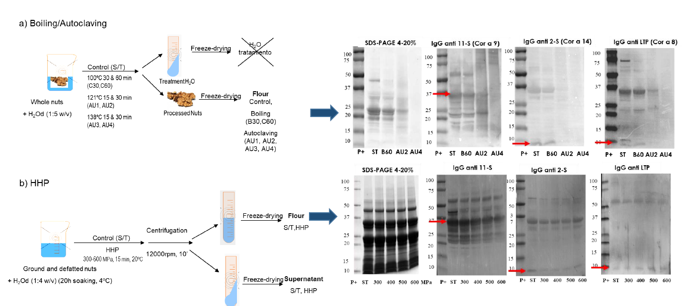 Changes Induced By Pressure Processing On Immunoreactive Proteins Of Tree Nuts V1 Preprints