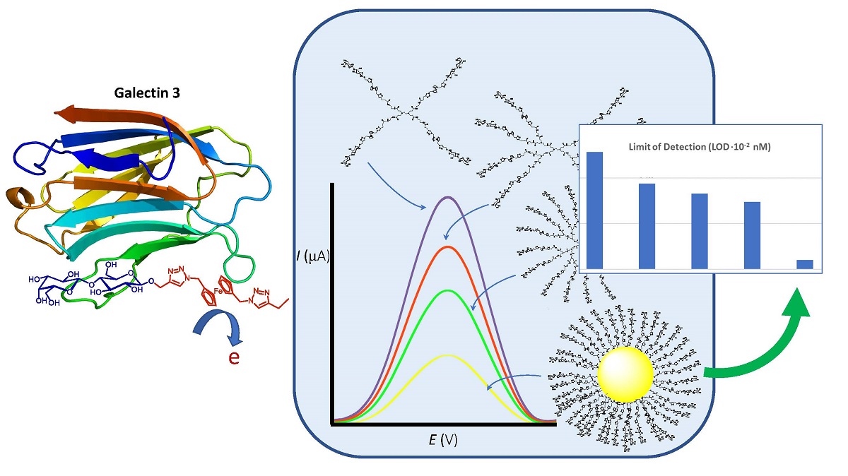 Multivalent Lactose Ferrocene Conjugates Based On Poly Amido Amine Dendrimers And Gold Nanoparticles As Electrochemical Probes For Sensing Galectin 3 V1 Preprints