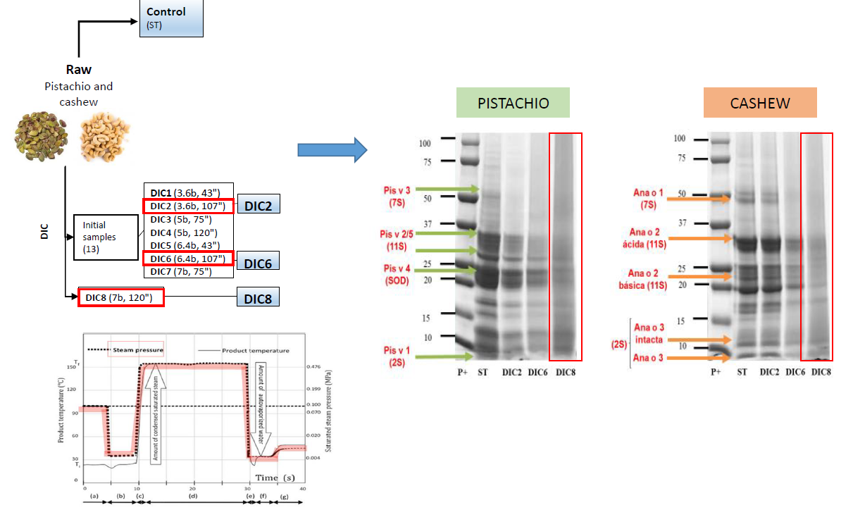 Influence Of Instant Controlled Pressure Drop Dic On Allergenic Potential Of Tree Nuts V1 Preprints