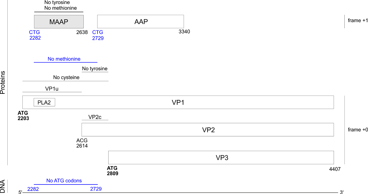 Sequence Properties Of The Maap Protein And Of The Vp1 Capsid Protein Of Adeno Associated Viruses V1 Preprints