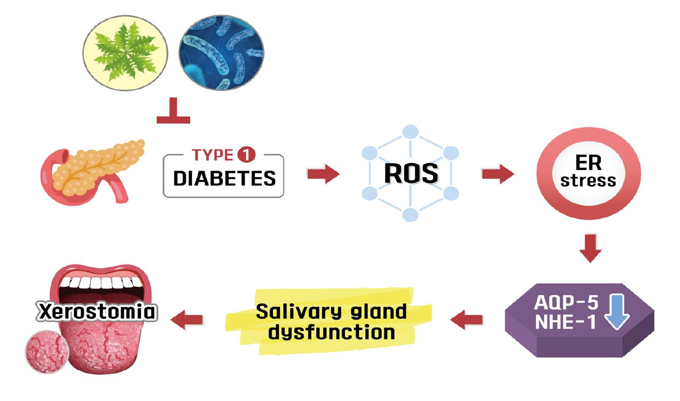 The Synergistic Effects Of Ixeris Dentata And Lactobacillus Gasseri Extracts On A Diabetes Induced Dry Mouth Model By Enhancing Antioxidation V1 Preprints