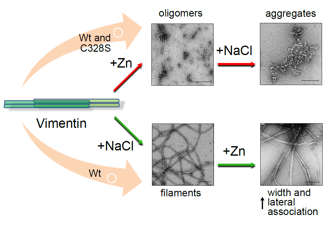 Zinc Differentially Modulates The Assembly Of Soluble And Polymerized Vimentin V1 Preprints