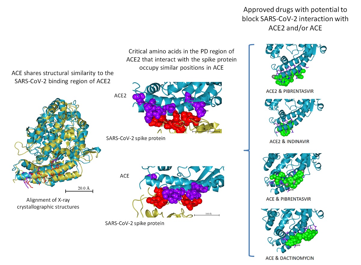 Repurposing Of Approved Drugs With Potential To Block Sars Cov 2 Surface Glycoprotein Interaction With Host Receptor V1 Preprints