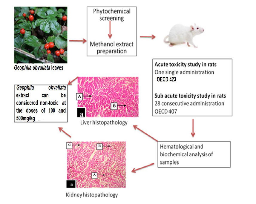 Acute And Sub Acute Toxicity Profile Of Methanol Leaf Extract Of Geophila Obvallata On Renal And Hepatic Indices In Wistar Rats V1 Preprints