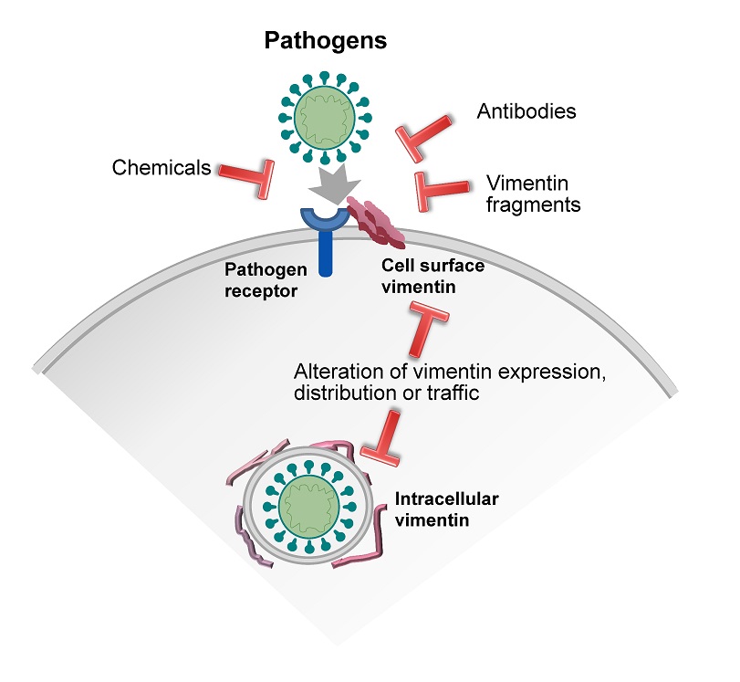 Vimentin As A Multifaceted Player And Potential Therapeutic Target In Viral Infections V1 Preprints