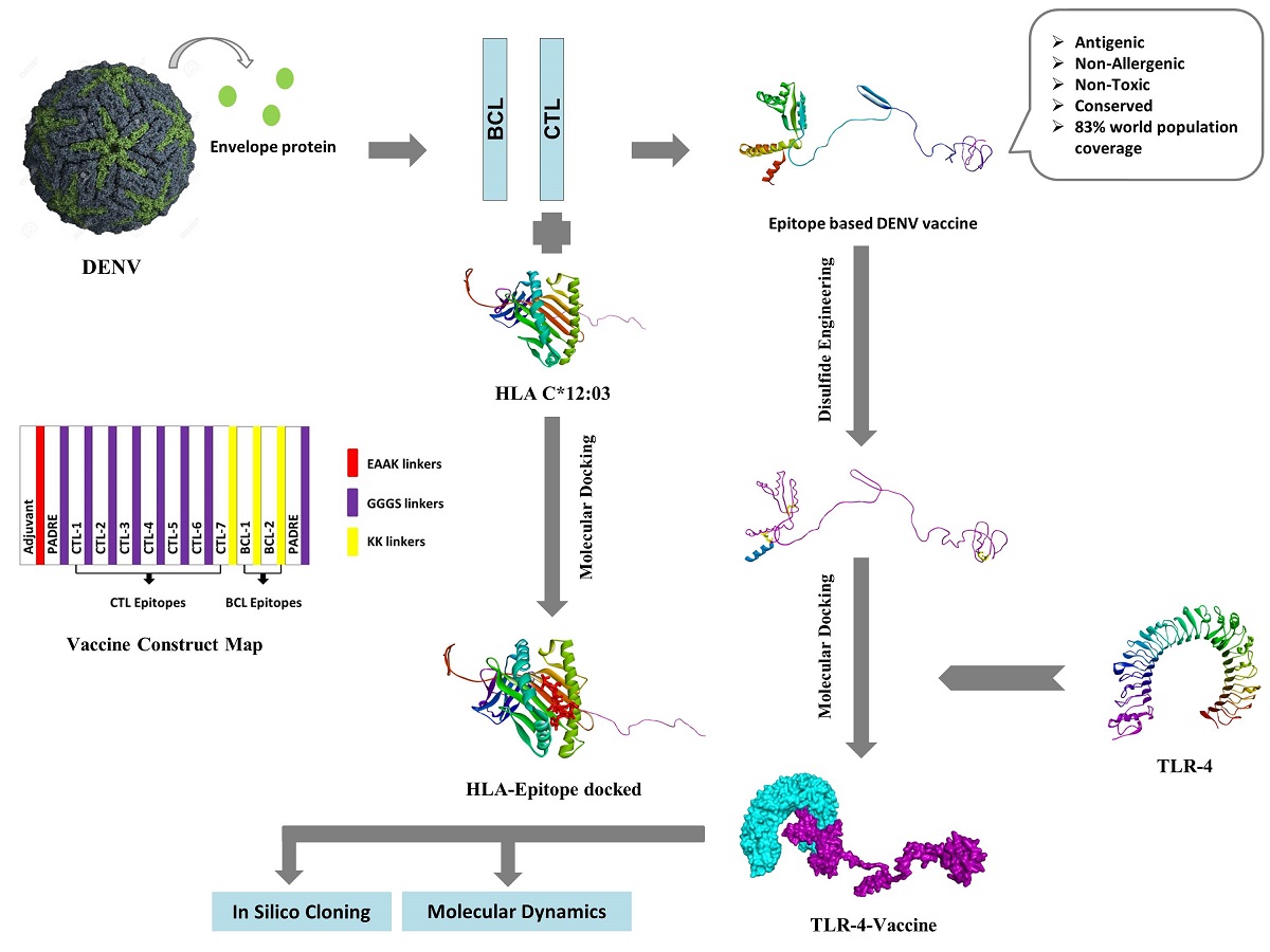 Delineating Blueprint Of An Epitope Based Peptide Vaccine Against The Multiple Serovars Of Dengue Virus A Hierarchical Reverse Vaccinology Approach V1 Preprints