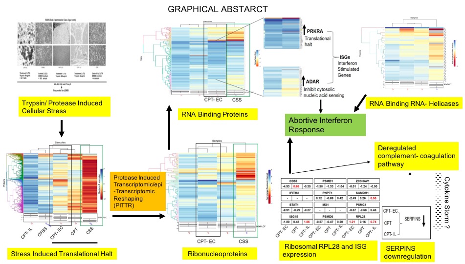 Proteomic Profiling Of Protease Primed Virus Permissive Caco 2 Cells Display Abortive Interferon Pathway And Deregulated Thromboinflammatory Serpins V1 Preprints