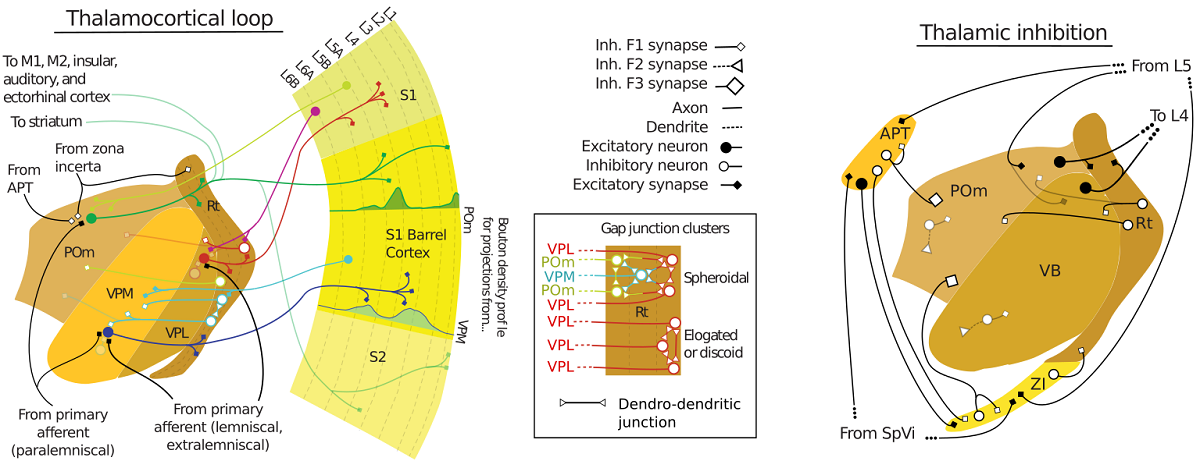 Rodent Somatosensory Thalamocortical Circuitry Neurons Synapses And Connectivity V1 Preprints