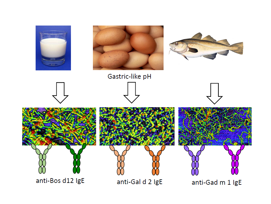 Animal Food Allergens Share The Formation Of Ige Binding Amyloids V1 Preprints