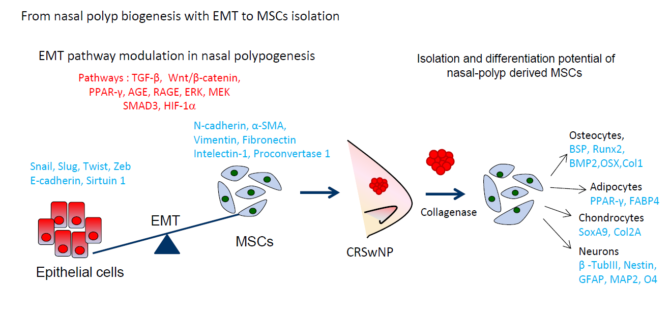 Nasal Polyposis Insights In Epithelial Mesenchymal Transition And Differentiation Of Polyp Mesenchymal Stem Cells V1 Preprints