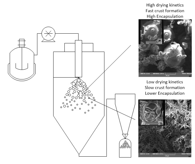 Preservation Of Vitamin C And Phenolic Compounds From Umbu Spondias Tuberosa Arr Cam Via Spray Drying V1 Preprints