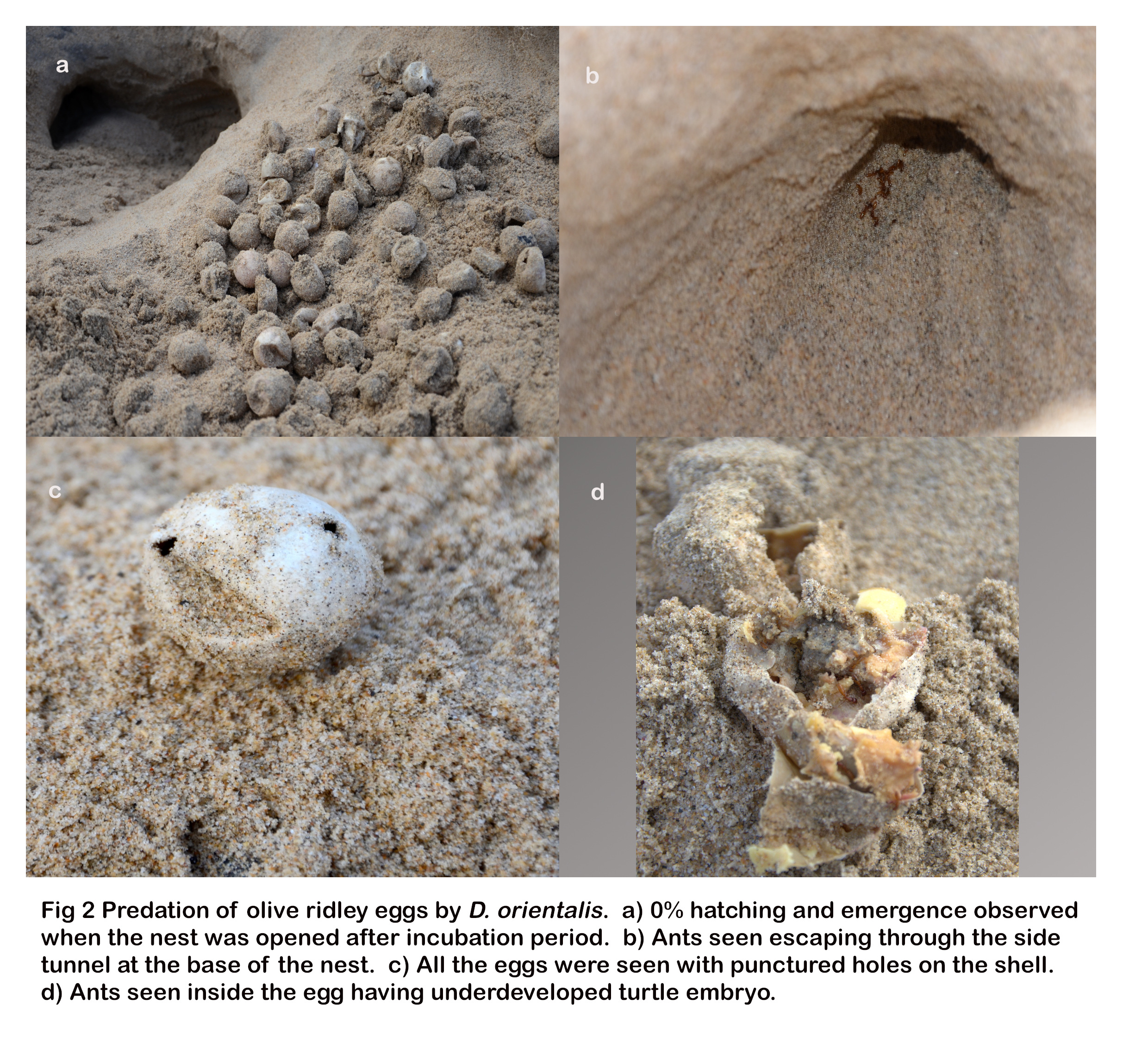 Predatory Ants First Report On Direct Evidence Of Predation By Dorylus Orientalis Westwood 15 On Olive Ridley Eggs From India V1 Preprints