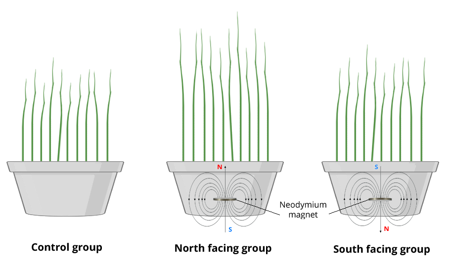 Effect Of Magnetic Field On The Shoot Length Of Triticum Aestivum V1 Preprints