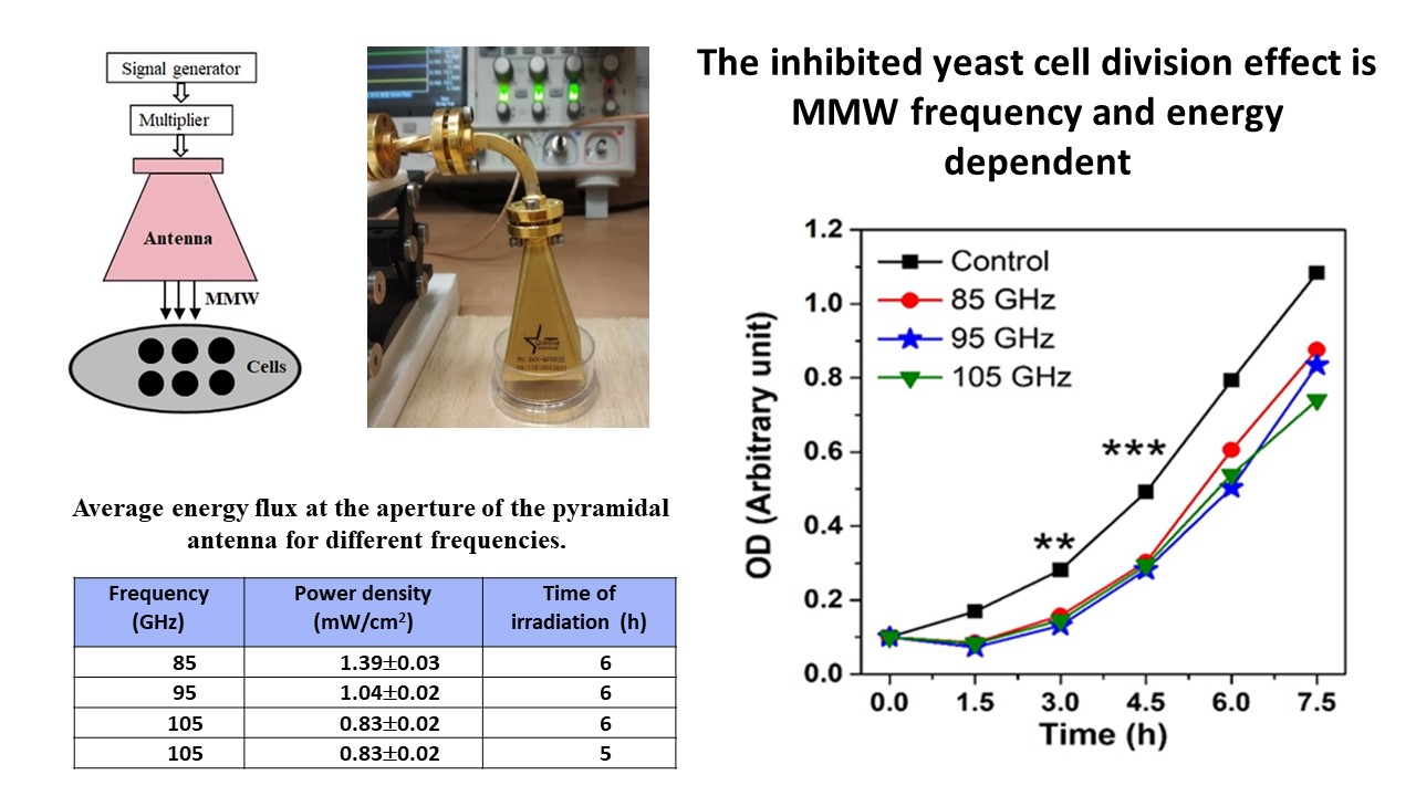 Mechanism Of Non Thermal Effect Of Millimeter Wave Irradiation On Cell Growth V1 Preprints