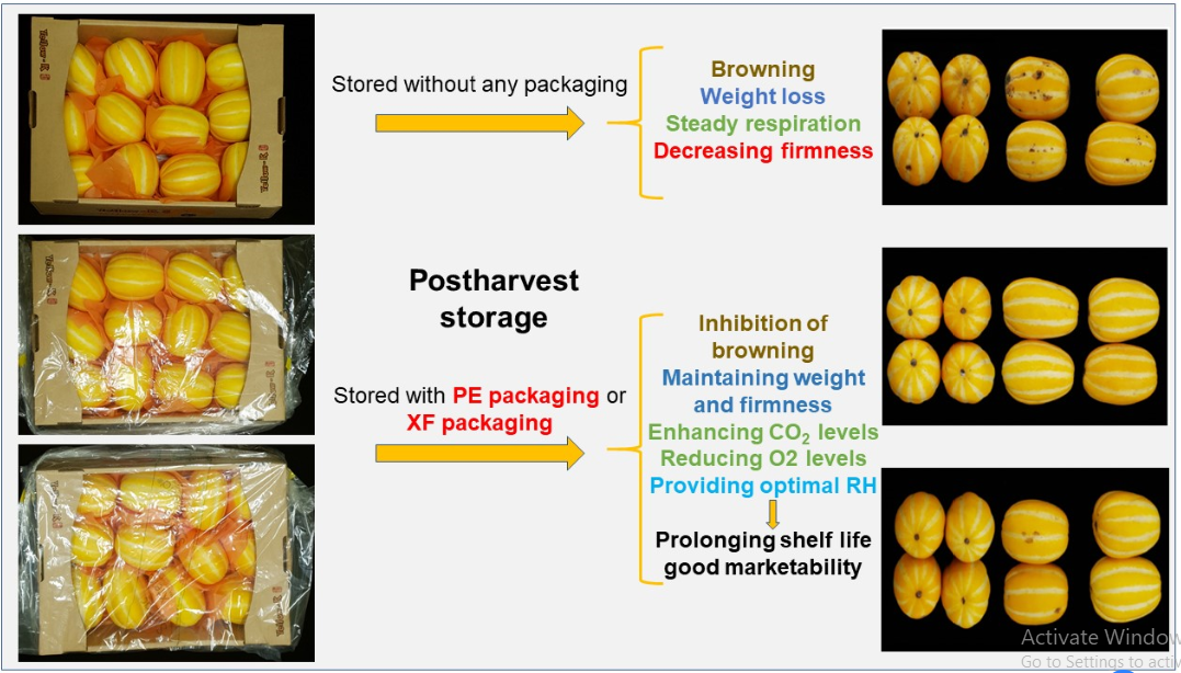 Modified Atmosphere And Humidity Film Prevents Browning And Improves Quality Of Oriental Melons V1 Preprints