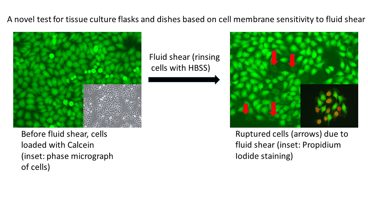 Cell Membrane Rupture A Novel Test Reveals Significant Variations Among Different Brands Of Tissue Culture Flasks V1 Preprints