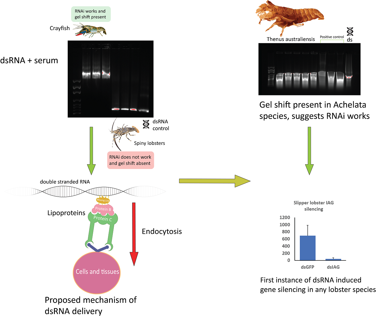 Double Stranded Rna Binding Proteins In The Serum Contribute To Systemic Rnai Across Phyla Towards Finding The Missing Link In Achelata V1 Preprints