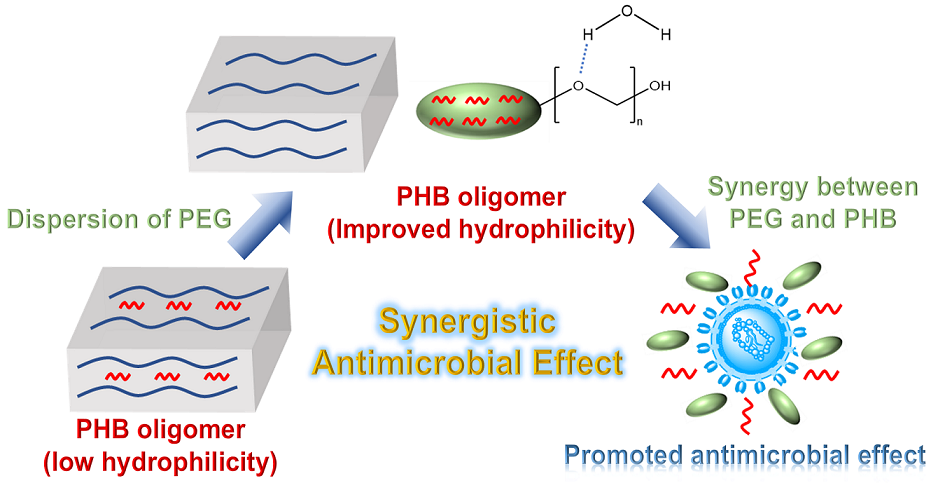 Mechanistic Study Of Synergistic Antimicrobial Effects Between Poly 3 Hydroxybutyrate Oligomer And Polyethylene Glycol V1 Preprints