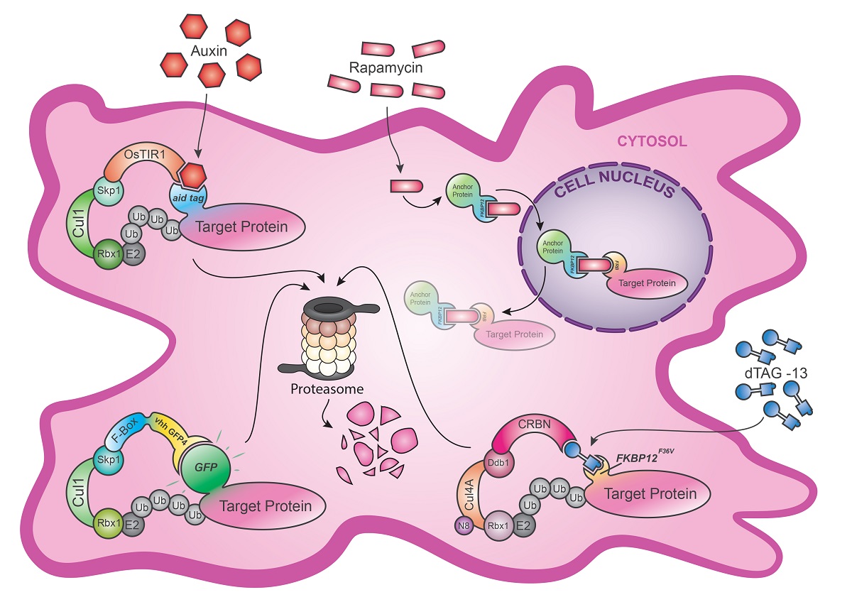 Targeted Protein Silencing Tools Overview And Future Perspectives V1 Preprints