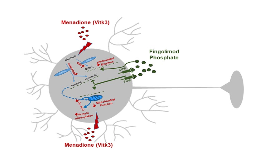 Neuronal Metabolism And Neuroprotection Neuroprotective Effect Of Fingolimod On Menadione Induced Mitochondrial Damage V1 Preprints