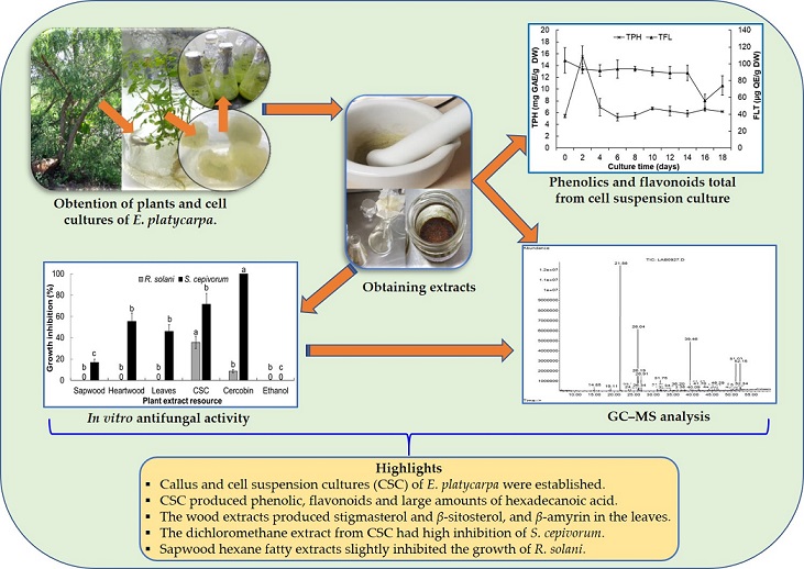 Establishment Of A Cell Suspension Culture Of Eysenhardtia Platycarpa Phytochemical Screening Of Extracts And Evaluation Of Antifungal Activity V1 Preprints